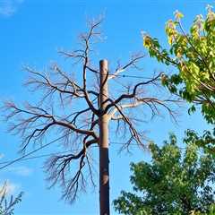 Power Line Tree Trimming Ogden UT