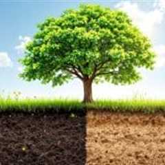 Tree Soil Health: Organic vs. Synthetic Fertilizers