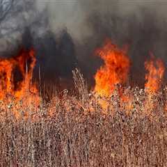 Understanding Wildfires: From Damage to Prevention