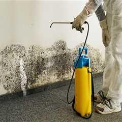 Hiring a Professional Mold Remediation Service: What You Need to Know