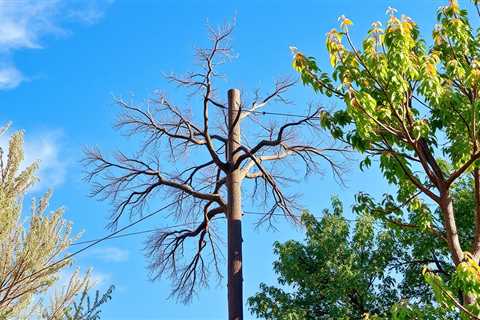 Power Line Tree Trimming Ogden UT