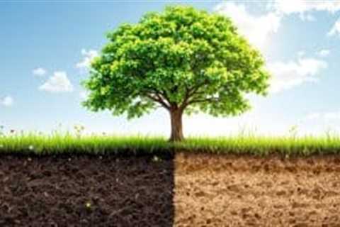 Tree Soil Health: Organic vs. Synthetic Fertilizers