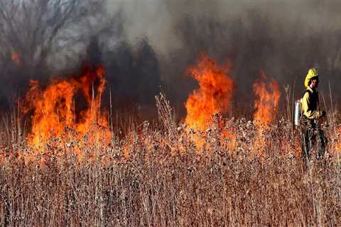 Understanding Wildfires: From Damage to Prevention