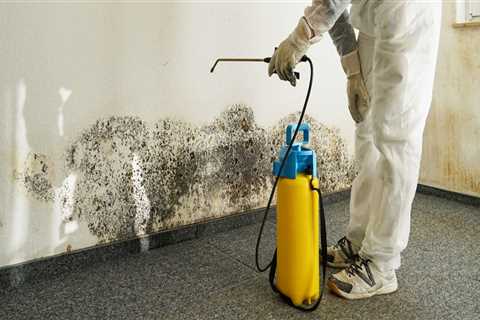 Hiring a Professional Mold Remediation Service: What You Need to Know