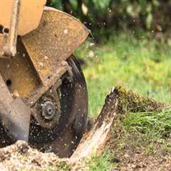 Stump Grinding for Complete Removal: A Comprehensive Guide