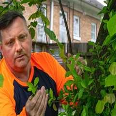 Tips for Disease and Pest Control in Landscaping and Tree Services