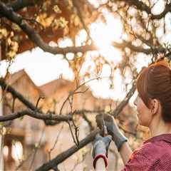 Pruning for Healthy Growth and Shape: The Essential Guide to Keeping Your Trees Beautiful and Strong