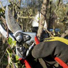 Tree Pruning In Kalamazoo: The Key To Polished Residential Landscaping