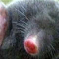 Combining Expert Mole Removal With Organic Pest Control In Middle Tennessee