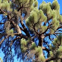 The Best Side Of Tree Removal Salt Lake Utah