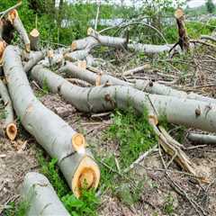 Storm Ready: How Proactive Tree Care Services Safeguard Homes In Marion, NC