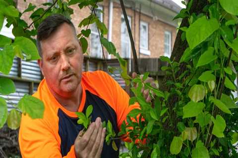 Tips for Disease and Pest Control in Landscaping and Tree Services