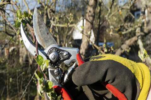 Tree Pruning In Kalamazoo: The Key To Polished Residential Landscaping