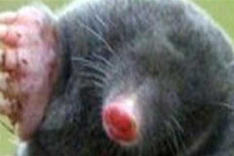 Combining Expert Mole Removal With Organic Pest Control In Middle Tennessee