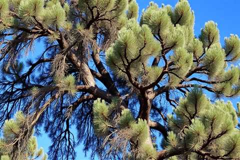 The Best Side Of Tree Removal Salt Lake Utah