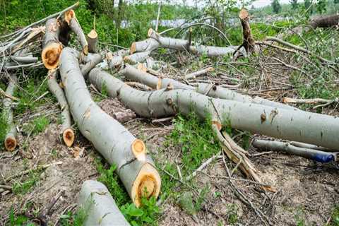 Storm Ready: How Proactive Tree Care Services Safeguard Homes In Marion, NC