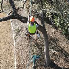 Why Property Owners Rely On Texas Arborists For Tree Service In Austin, TX