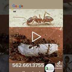 Ant season!