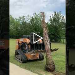 Aiken Dead Palm Tree Removal Services by Fall Line Reliable