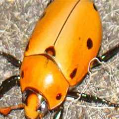 Say Goodbye To Chemicals: Discover Organic Pest Control Options In Fairview Shores