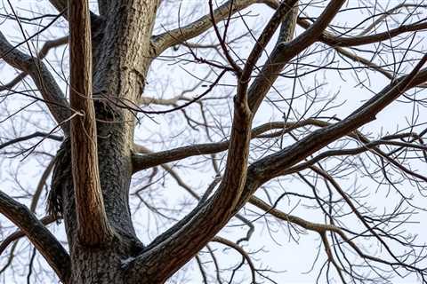 Little Known Facts About Utah Tree Removal For Widows