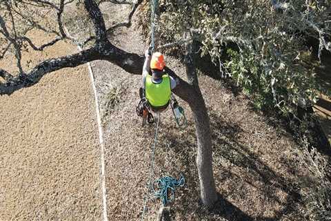 Why Property Owners Rely On Texas Arborists For Tree Service In Austin, TX