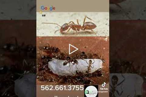 Ant season!