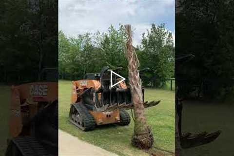 Aiken Dead Palm Tree Removal Services by Fall Line Reliable