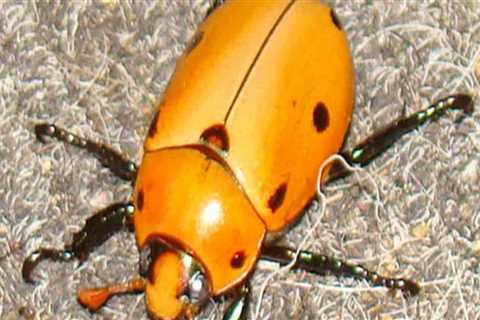 Say Goodbye To Chemicals: Discover Organic Pest Control Options In Fairview Shores