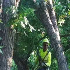 Professional Tree Removal Price In Portland: A Worthwhile Expense For Landscape Architects' Designs