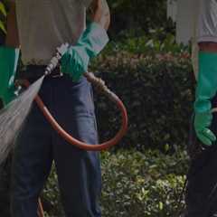 Pest Control Solutions In Ladson That Target Kitchen Cabinet Infestations