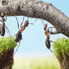 Top Signs You Need Pest Treatment For Better Tree Care In Orlando, Florida