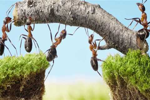 Top Signs You Need Pest Treatment For Better Tree Care In Orlando, Florida