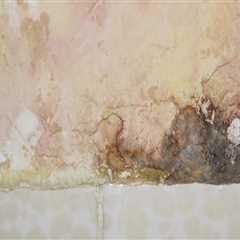 Early Detection, Health Protection: Why Mold Inspections Matter