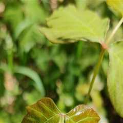 Protect Your Yard: Benefits Of Landscape Architecture Service For Poison Ivy Removal In Portland