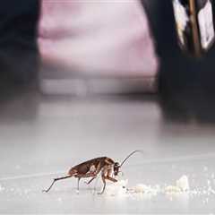 Effective Rodent Removal Services in Springfield