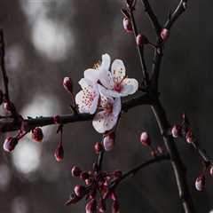 Best Options for Dee Why Painting Services