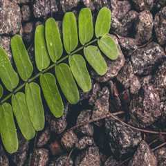 Interior Painting Belmont for Apartments
