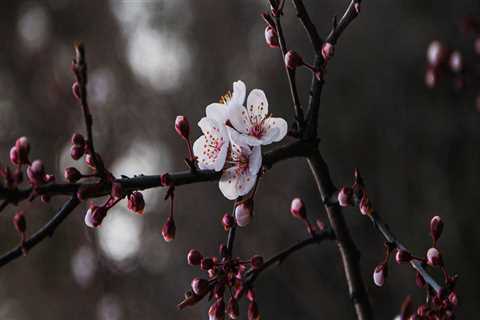 Best Options for Dee Why Painting Services