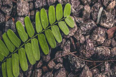Interior Painting Belmont for Apartments