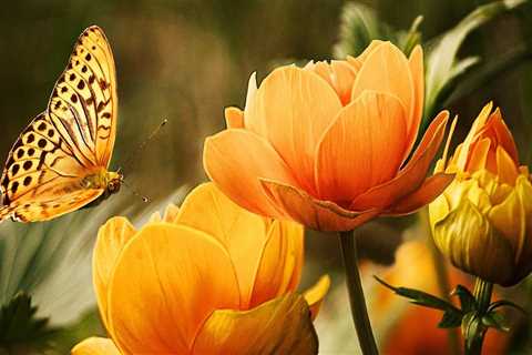 Top Rated Interior Painting Services in Belmont