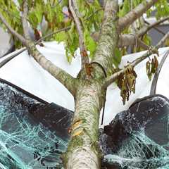 Understanding the Liabilities of Tree Maintenance in Real Estate Management