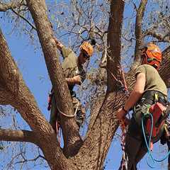 The Hidden Costs of Ignoring Tree Maintenance in Real Estate