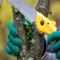 Essential Tools and Equipment for Effective Tree Maintenance in Real Estate