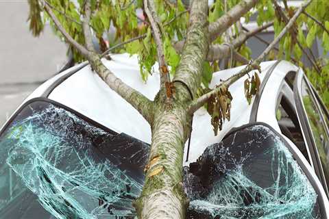 Understanding the Liabilities of Tree Maintenance in Real Estate Management