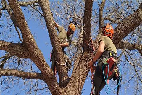 The Hidden Costs of Ignoring Tree Maintenance in Real Estate
