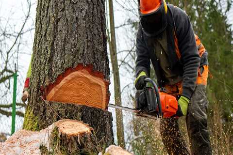Effective and Affordable Tree Maintenance Strategies for Real Estate Assets