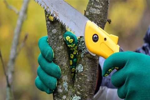 Essential Tools and Equipment for Effective Tree Maintenance in Real Estate