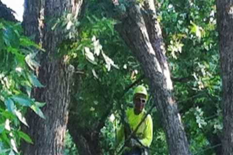 Expert Tree Trimming by Certified Arborists in Virginia Beach