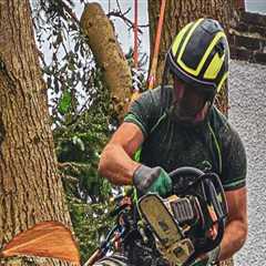 When to Call a Tree Service for Arboriculture Assessments